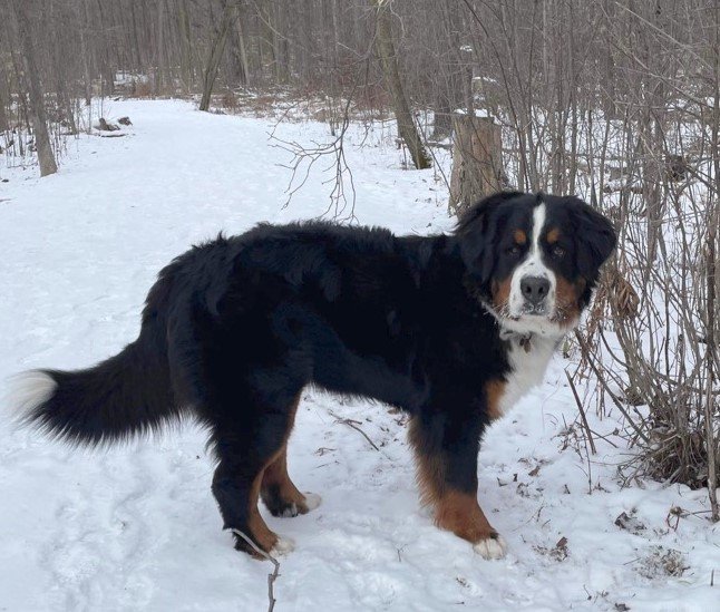 Bernese Mountain Dog named Opal in a snowy forest